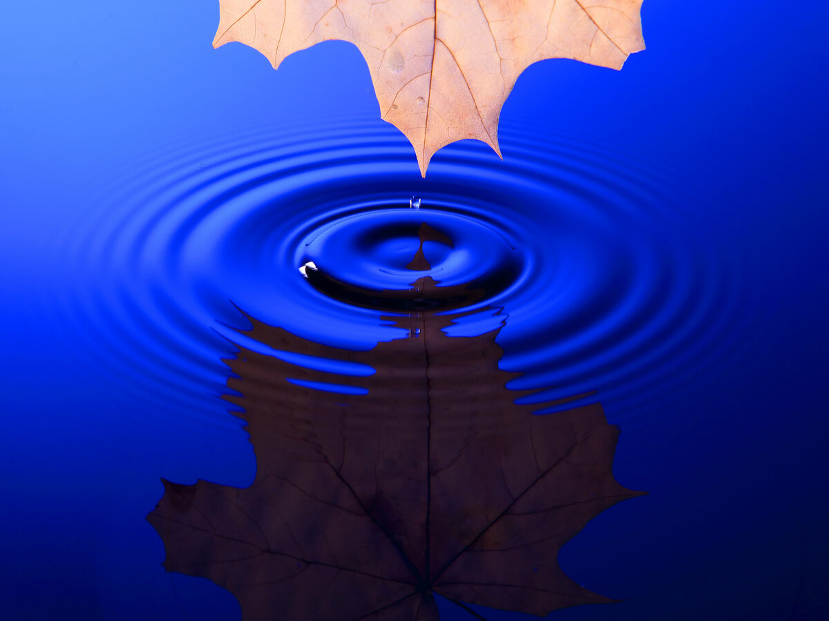 A maple leaf dripping water into a blue pool, creating ripples